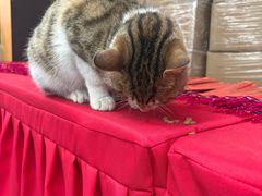 -龙华素斋(龙华路店)