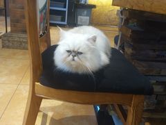 -more than meow吴止猫主题餐厅(承德 中船汇店)