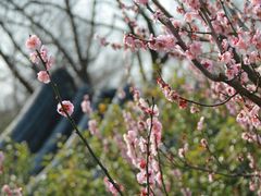 -梅花山(明孝陵内)