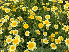 -小鱼草莓采摘园农家乐·小鱼餐厅