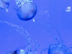 -青岛海底世界-水族馆