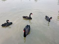 -溱湖国家湿地公园