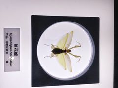 -上海昆虫博物馆