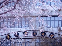 -桃花堤公园