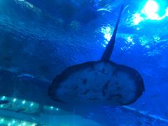 -成都浩海立方海洋公园