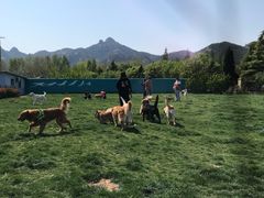 -趣玩宠物乐园寄养训犬训狗游泳池
