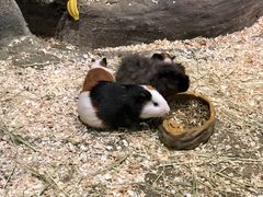 -zoonana室内动物园(东方福来德店)