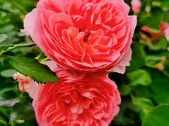 -人民公园(罗湖区)