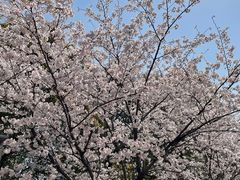 -高东镇樱花园