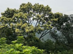 -阳台山森林公园