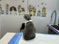 -pd派德宠物中心医院24H急重症·眼科中心·血液透析中心(嵩山北路店)