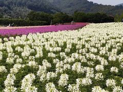 -径山花海