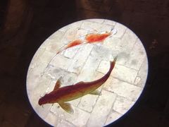 -鼎盛蜀坊·重庆江湖菜(市桥地铁站店)