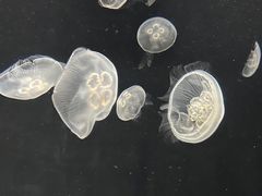 -大阪海游馆
