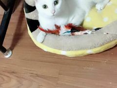 -八公叔叔宠物美容连锁(春申店)