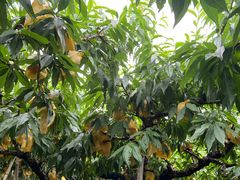 -南汇水蜜桃采摘(大团店)