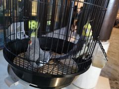 -上海崇明金茂凯悦酒店