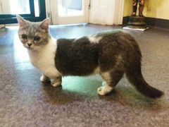 -猫色咖啡·猫咖