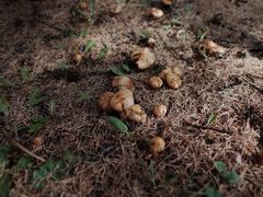 -塞罕坝国家级自然保护区