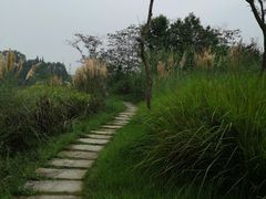 -桤木河湿地公园