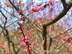 -梅花山(明孝陵内)