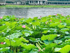 -荔湾湖公园