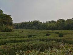 -大屏嶂森林公园