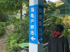 -广东惠东海龟国家级自然保护区