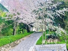 -武汉大学-樱园