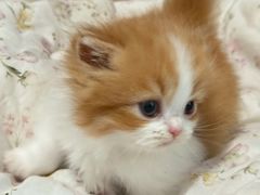 -珠海悠米米努特矮脚猫舍