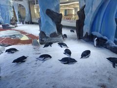 -上海海昌海洋公园
