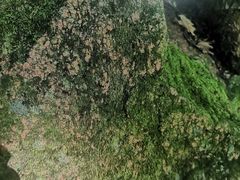 -本溪汤沟绿石谷森林公园