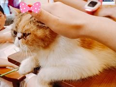 -猫色咖啡·猫咖