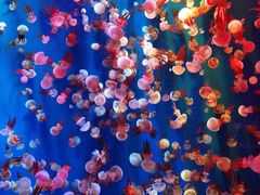 -成都浩海立方海洋公园