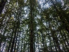 -日照海滨国家森林公园
