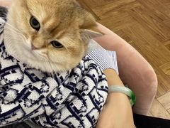 -喵zoo家庭繁育猫舍(尖东智能花园店)