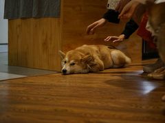 -柴务处·柴犬主题狗咖