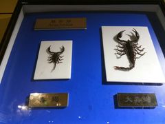 -上海昆虫博物馆