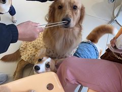 -怪兽屋·羊驼·猫咖·狗咖(俊华广场店)