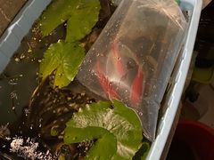 -华声天桥民俗文化园