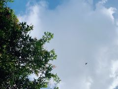 -黄埔荔枝公园