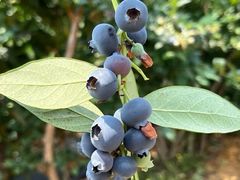 -循礼门鲜花花市(武汉循礼门店)