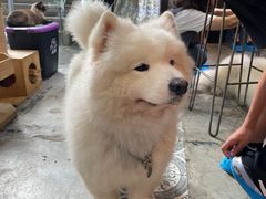 -more than meow吴止猫主题餐厅(承德 中船汇店)