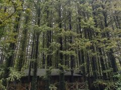 -日照海滨国家森林公园
