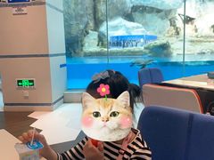 -帝企鹅自助餐厅•儿童岛•真企鹅(长隆企鹅酒店)