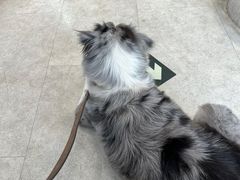 -纳吉亚猫专科动物医院·北北分院