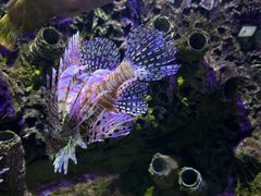 -太平洋海底世界