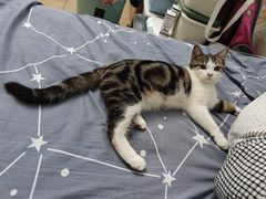 -lincat·猫舍(广州店)