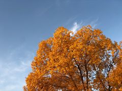 -金塔沙漠胡杨林景区