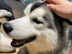 -Husky Go! 哈士奇体验馆·宠物咖啡厅狗咖